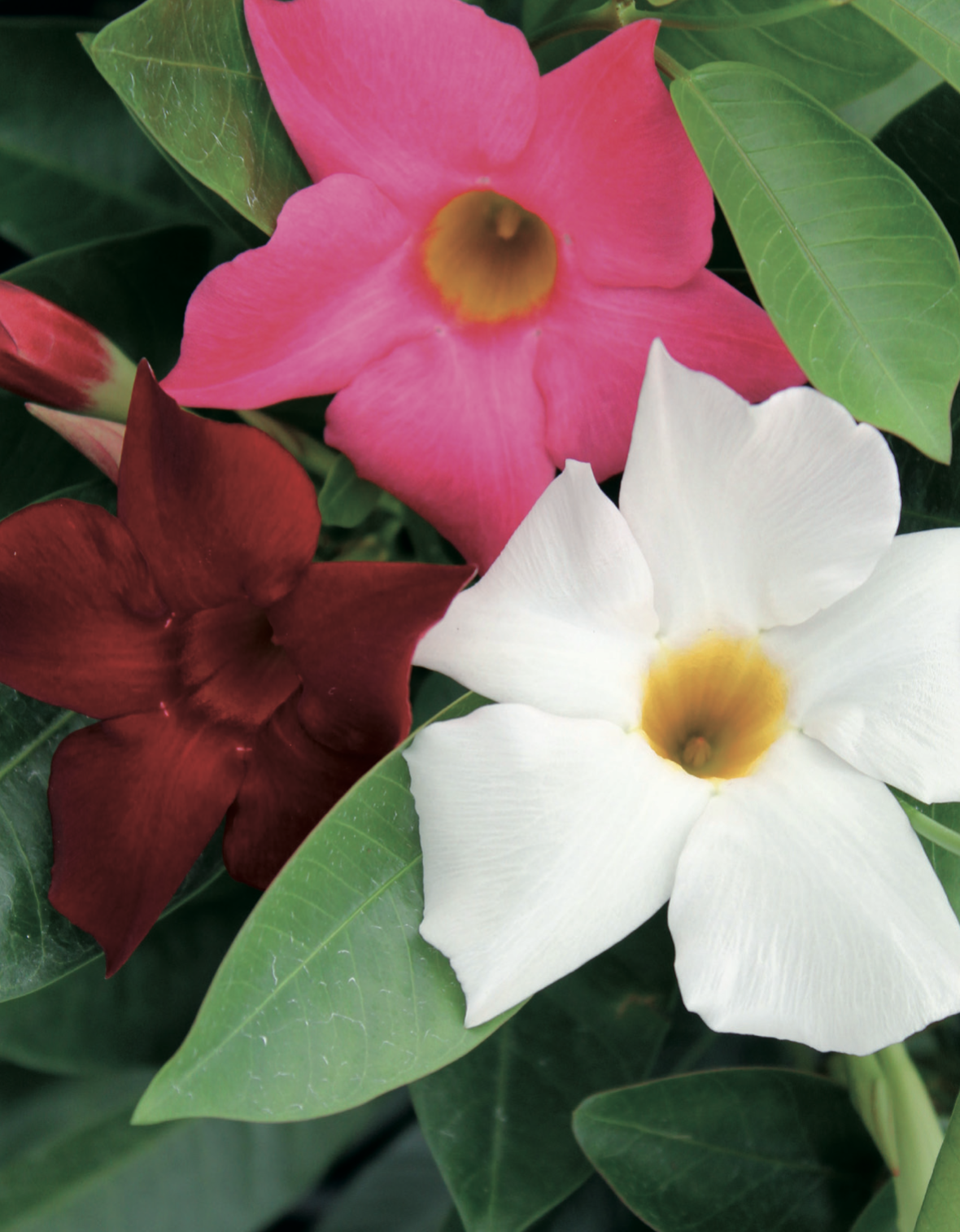 Dipladenia thumbnail