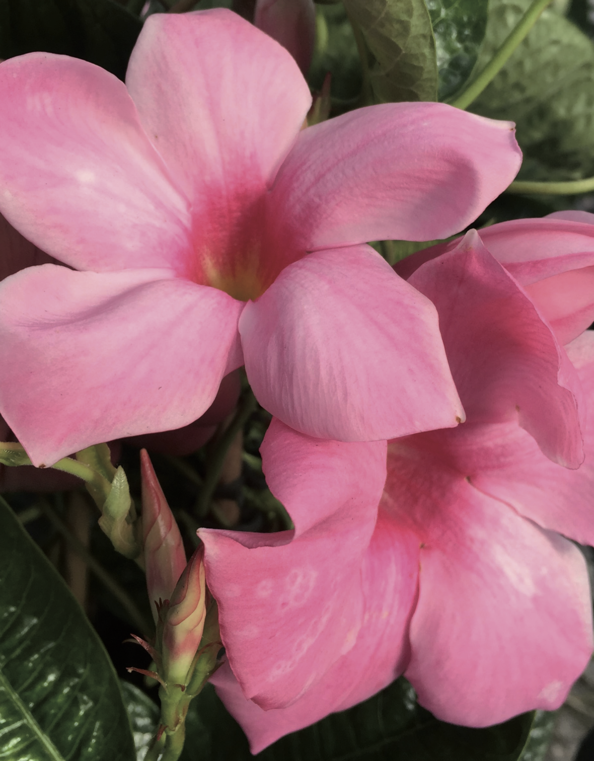 Mandevilla x amabilis ‘Alice du Pont’ thumbnail
