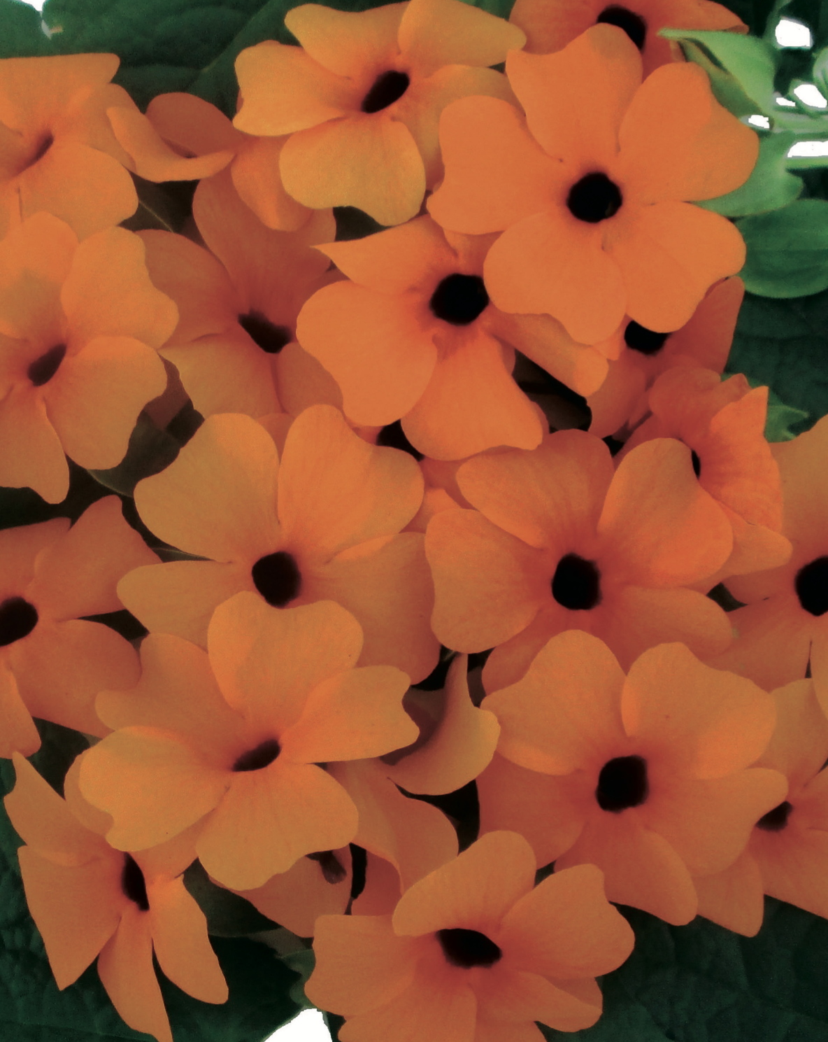 Thunbergia Alata thumbnail